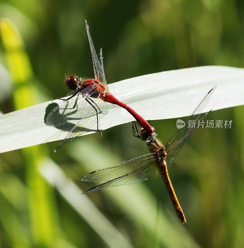 红箭蜻蜓(Sympetrum sanguineum)交配